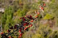 Cotoneaster pannosus Franch. CotonÃÂ©aster leaf